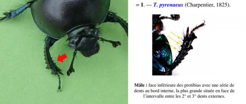 Réf. 207 278 : Trypocopris vernalis